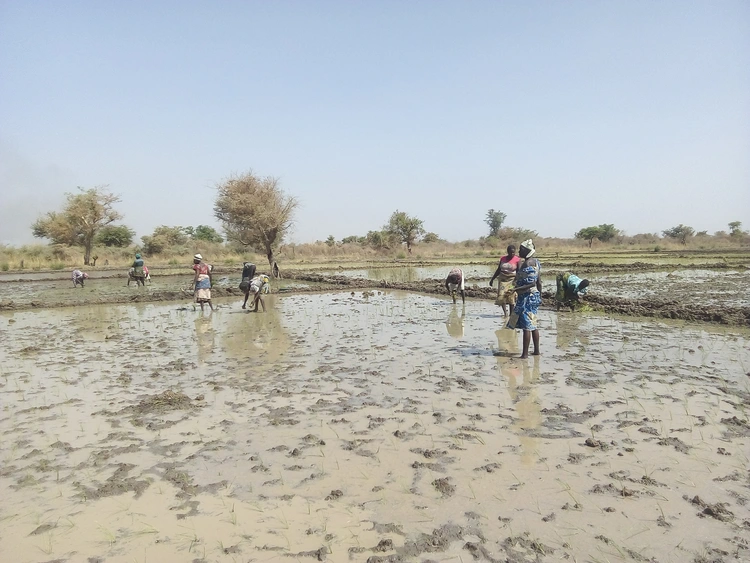 Sustainable Agric farm